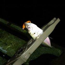 ナイト アジング
