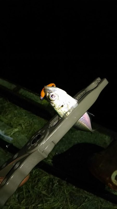 ナイト アジング