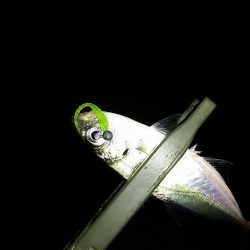 アジ釣り タチウオ釣り