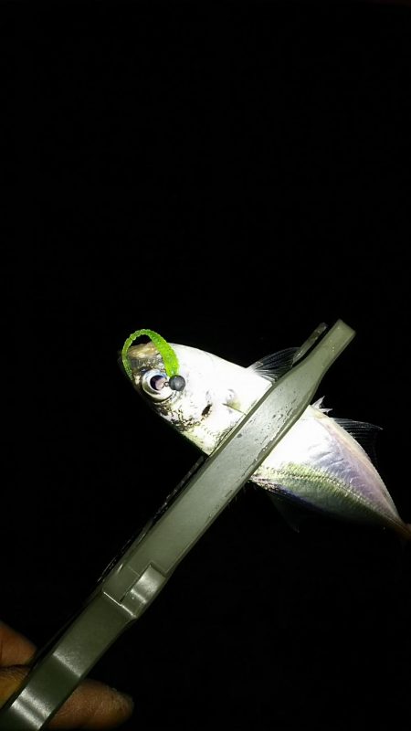 アジ釣り タチウオ釣り