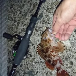 ガシラはナイスサイズ！