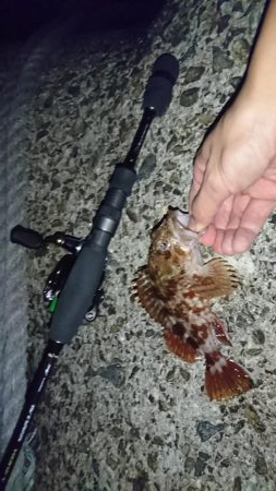 ガシラはナイスサイズ！