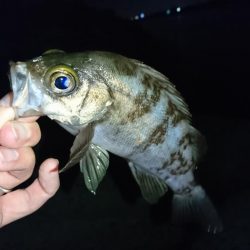 念願のメバリング!