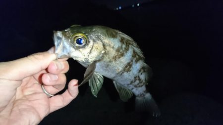 念願のメバリング！