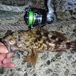 メバリング…メバルはどこに