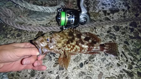 メバリング…メバルはどこに