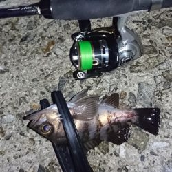 メバル!…よりガシラかな。