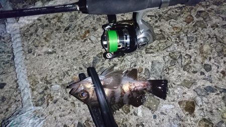 メバル!…よりガシラかな。