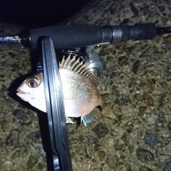 チャリコ地獄でもナイスガッシー！