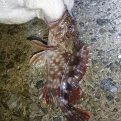 もはやガシリング。