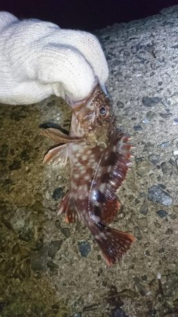 もはやガシリング。