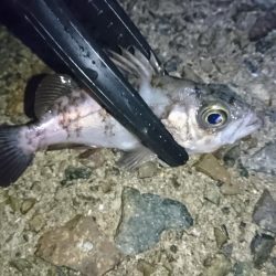 渋い！何とか一匹！