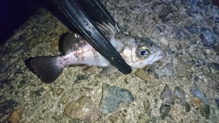 渋い！何とか一匹！