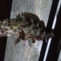 ガシラ2 キビレ1