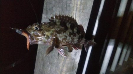 ガシラ2 キビレ1