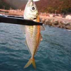 ショートアジング