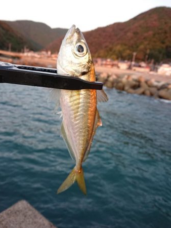 ショートアジング