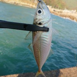 ショートアジング2