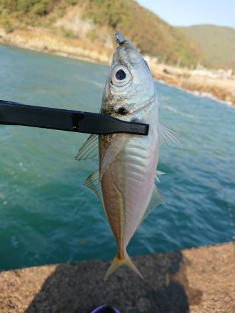 ショートアジング2