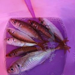 ショートアジング3