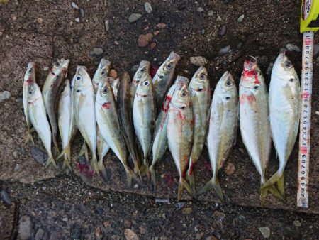 地合いに入れ食い