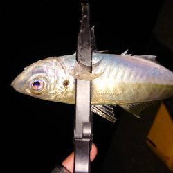 地合いに入れ食い