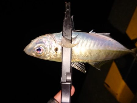 地合いに入れ食い