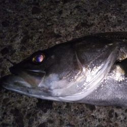 メバルタックルでシーバス