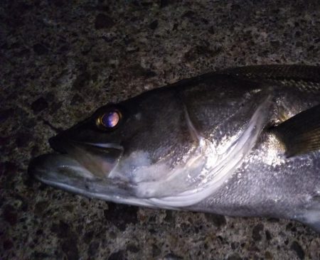 メバルタックルでシーバス