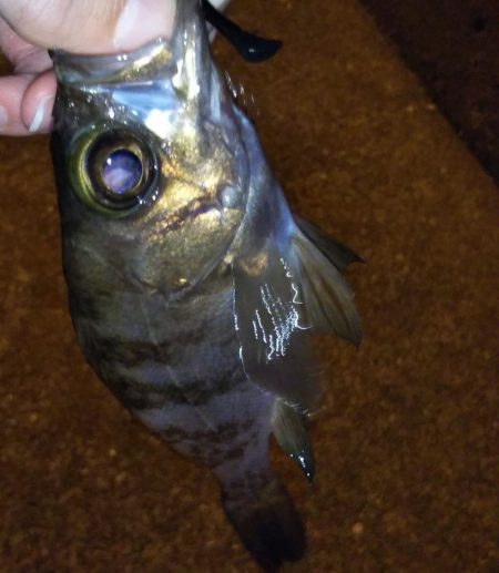 短時間ライトゲーム