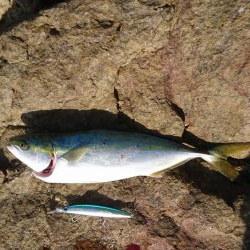 ｾｯﾄｱｯﾊﾟｰ