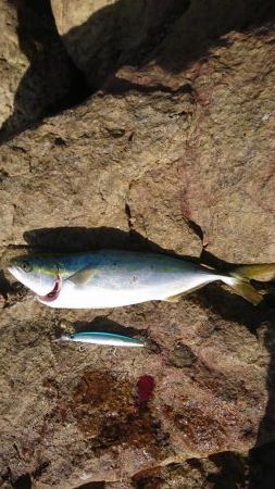 ｾｯﾄｱｯﾊﾟｰ