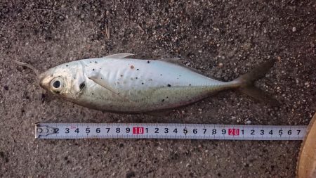 爆風！アジングっ！！