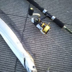 水温が低くなってきましたね