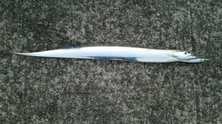 青物不発でなんとかタチウオゲット