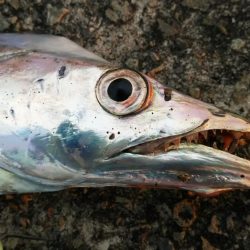 なんとかタチウオゲットなるもナブラ打ち不発