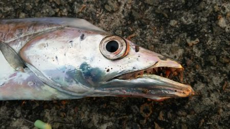 なんとかタチウオゲットなるもナブラ打ち不発…