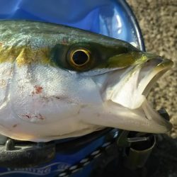 渋い中でハマチ、タチウオ