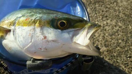 渋い中でハマチ、タチウオ