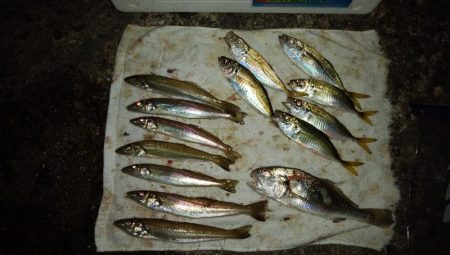 １０時から爆釣の播磨新島釣行