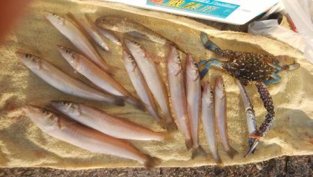 久々の淡路へ落ちギス調査