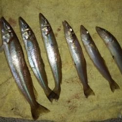 東二見白灯台波止へキス釣査