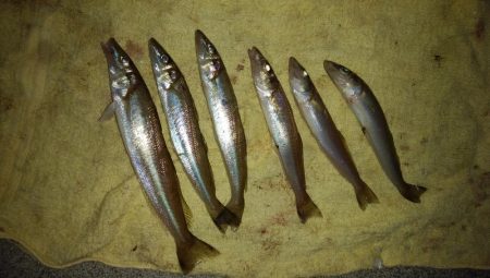 東二見白灯台波止へキス釣査