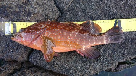 初ロックフィッシュでビギナーズラック！