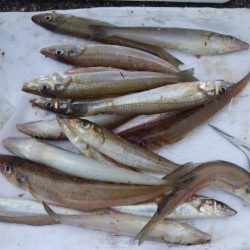 投げ「引き釣り」