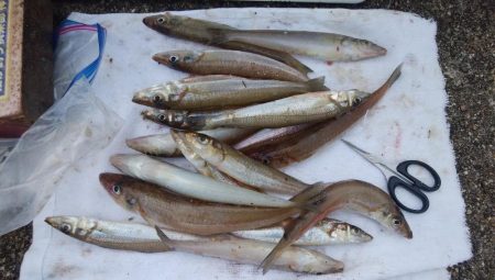 投げ「引き釣り」