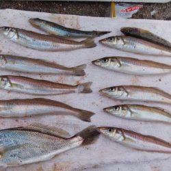 江井ヶ島海岸へ落ちギス狙い