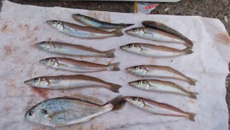 江井ヶ島海岸へ落ちギス狙い