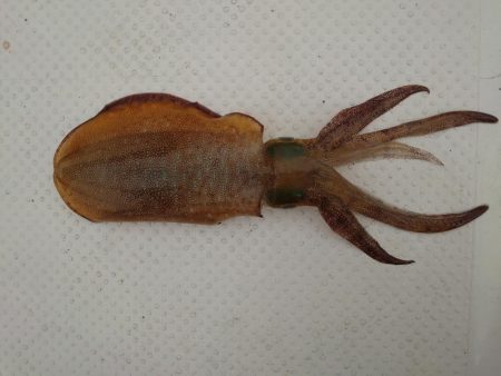 ボートエギング３