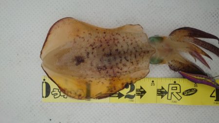 ボートエギング4